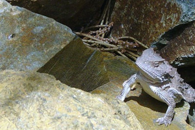 Vestibulum placerat commodo varius