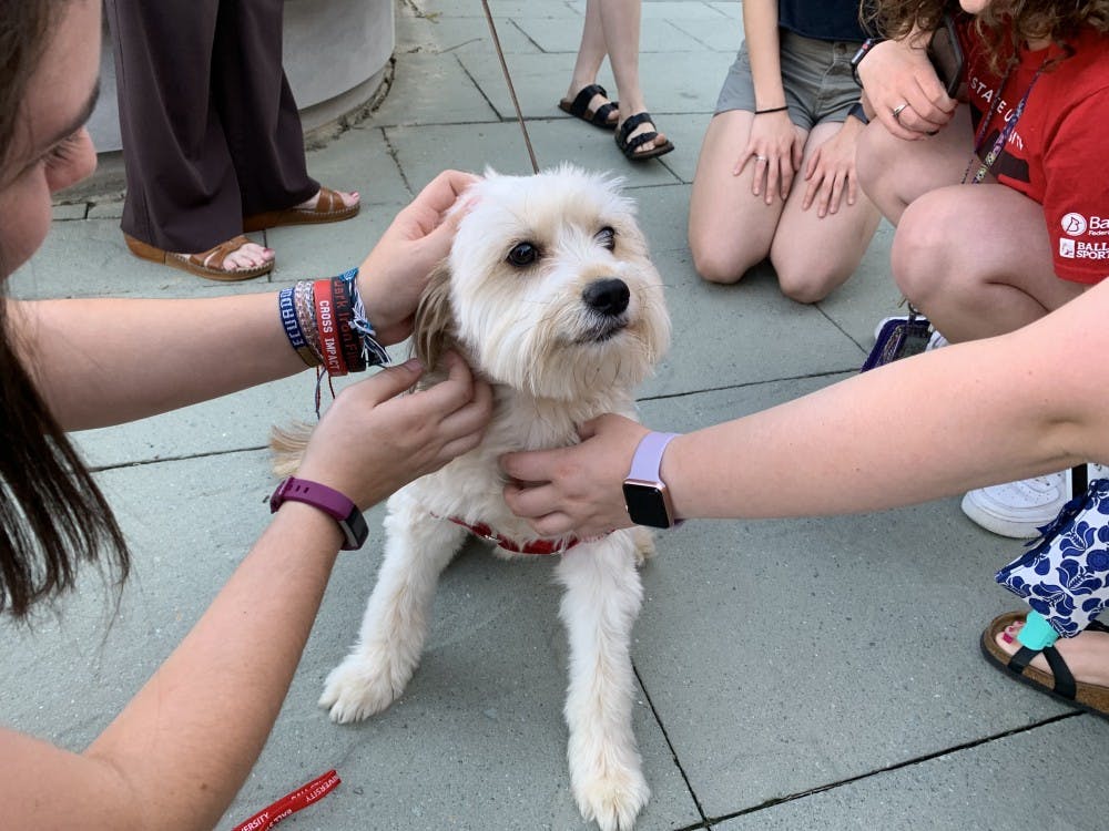 <p>Rosie was one dog students were able to pet at the College of Communication, Information and Media's event, Dogs and Donuts, Oct. 1, 2019 on the BotSwin patio. Rosie was rescued nearly a year ago after she was found on the streets. <strong>Taylor Smith, DN</strong></p>