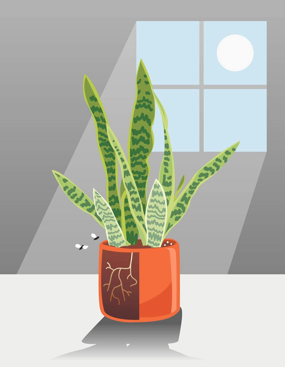 6 tips to help dorm plants thrive in the winter