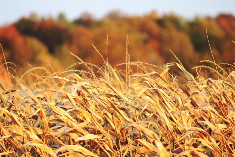 Marshall's corn field, turning golden for a future harvest , Oct. 27 in Hartford City. | Liz Peterson, DN.