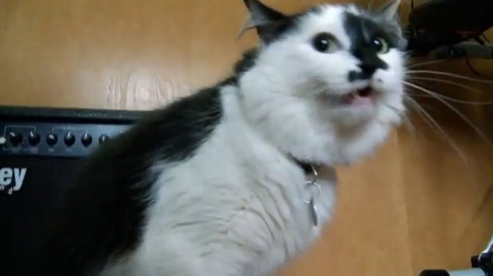 Lux appears on “My Cat From Hell.” The 4-year-old cat terrorized his family March 9 after scratching the baby and cornering his owners in a bedroom while they called 911. PHOTO COURTESY OF ANIMAL PLANET