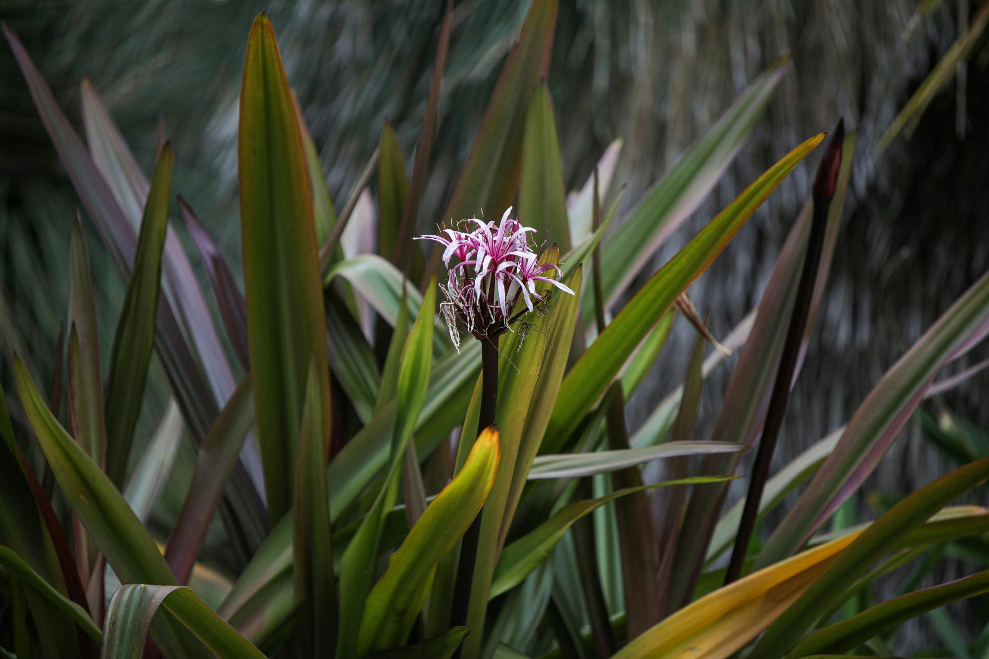 A flower on display at UCLA's Mildred E. Mathias Botanical Garden May 8. Because the garden is frost-free, it can accommodate tropical and sub-tropical plants, including special collections of ferns, palms, eucalyptus and figs. Daniel Kehn, DN