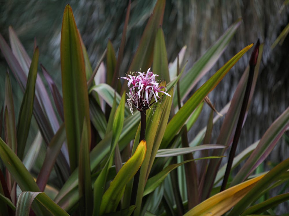 A flower on display at UCLA's Mildred E. Mathias Botanical Garden May 8. Because the garden is frost-free, it can accommodate tropical and sub-tropical plants, including special collections of ferns, palms, eucalyptus and figs. Daniel Kehn, DN