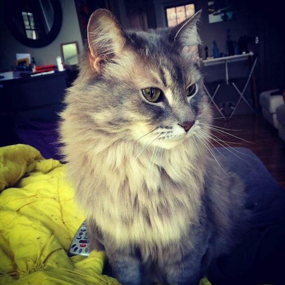 <p>Assistant director of the Ball State Speech Team Ashley Coker owns a poofy, grey cat named&nbsp;Scheidler. The cats&nbsp;two favorite activities are a tie between eating yogurt and destroying the couch, depending on his mood. <em>Ashley Coker // Photo Provided&nbsp;</em></p>