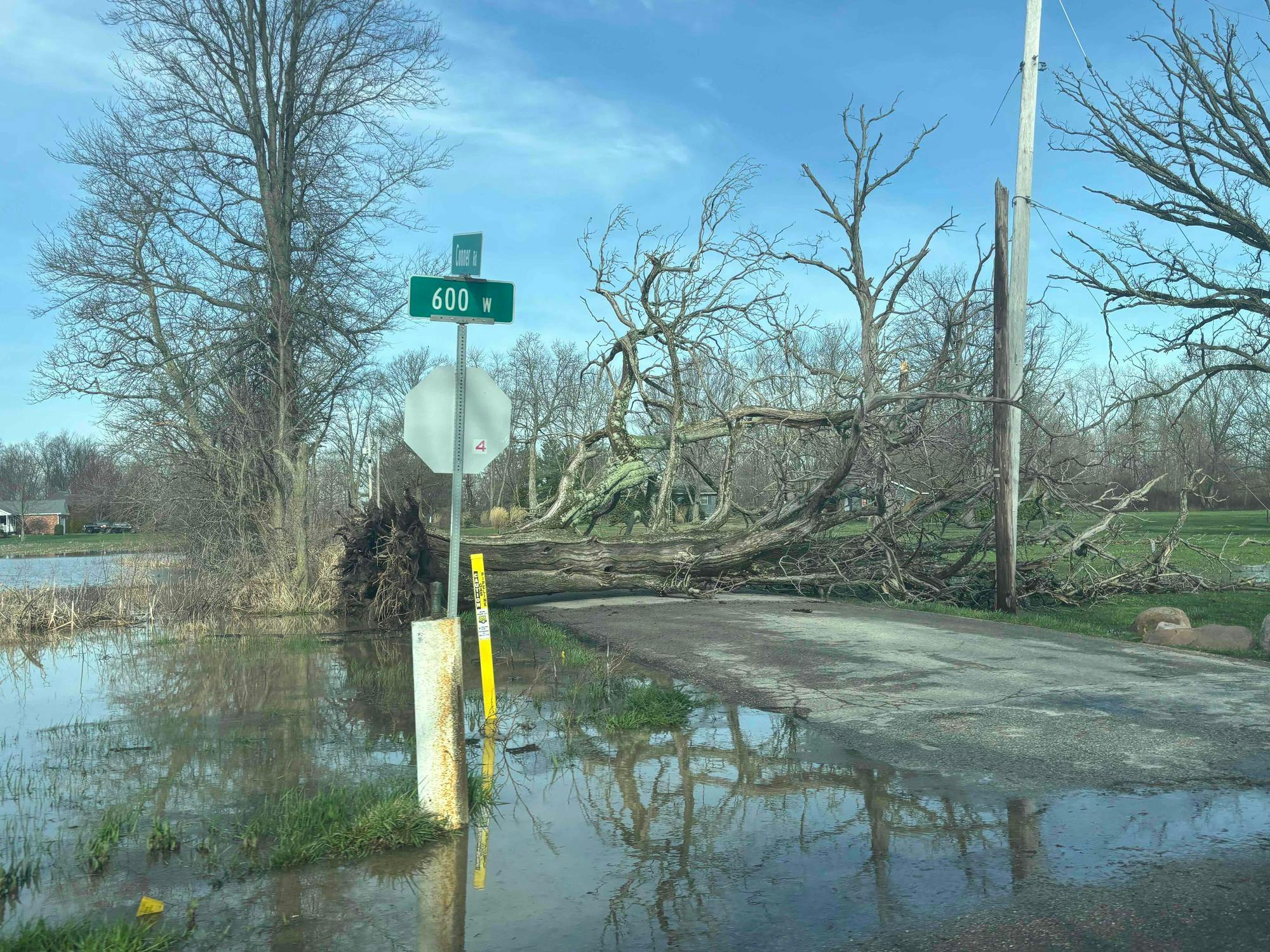 A tree that was downed in a road in the Gaston area.