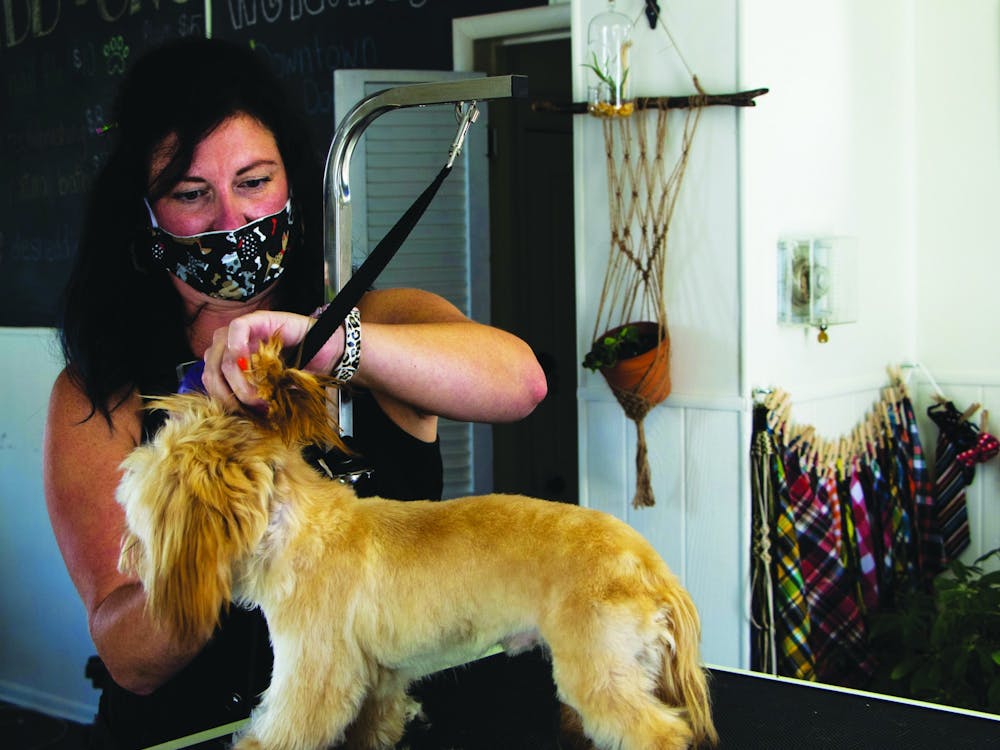 Jenn Morgan, the owner of Downtown Dogs, grooms Rocky, an 8-month-old Shih Tzu, Aug. 24 at Downtown Dogs. Rocky yawned and panted as Morgan trimmed and brushed their fur. Nicole Thomas, DN 