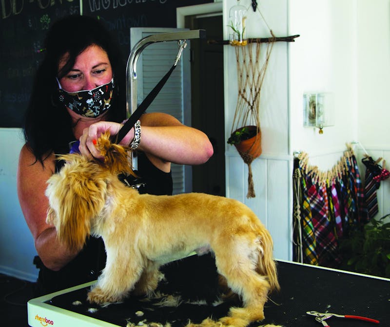 Jenn Morgan, the owner of Downtown Dogs, grooms Rocky, an 8-month-old Shih Tzu, Aug. 24 at Downtown Dogs. Rocky yawned and panted as Morgan trimmed and brushed their fur. Nicole Thomas, DN 