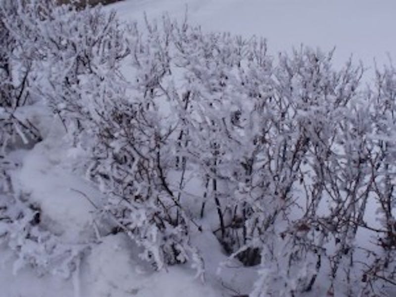 Winter storm forces Ball State to react