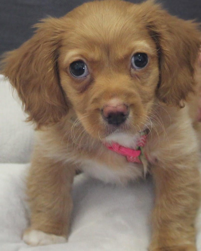 Gracie, a 10 week-old puppy at Muncie’s Animal Rescue Fund, has a life threatening heart murmur and is in need of surgery to correct her condition. PHOTO BY VICKIE BEVANS&nbsp;