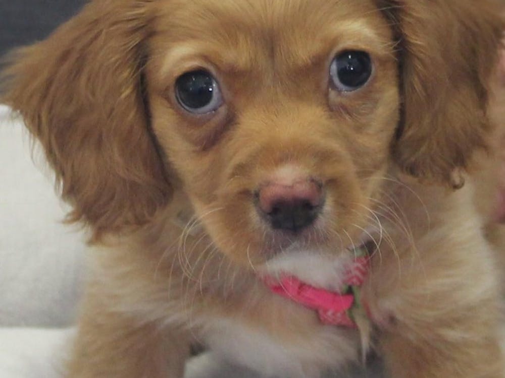 Gracie, a 10 week-old puppy at Muncie’s Animal Rescue Fund, has a life threatening heart murmur and is in need of surgery to correct her condition. PHOTO BY VICKIE BEVANS 