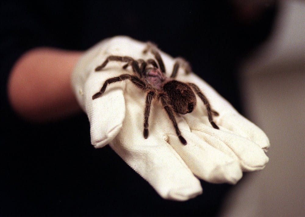 An animal handler for the Seattle’s Woodland Park Zoo holds a tarantula during the third annual jungle love tour Feb. 11, 1999. Dee Reynolds has a plethora of tarantulas and speaks of the merits of owning them. MCT PHOTO 