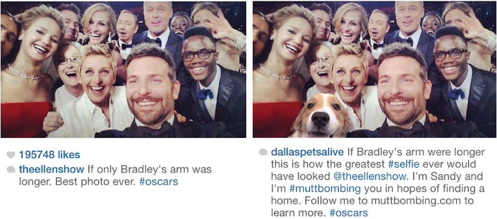 	Sandy the dog #muttbombing the Oscars selfie.