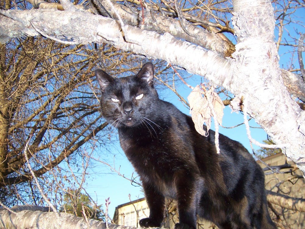 Assistant professor of English Michael Begnal owns a 12-ish-year-old cat named Poppy. Before Begnal took in Poppy, the cat was a wild&nbsp;homeless cat that was living outdoors.&nbsp;Michael Begnal // Photo Provided&nbsp;