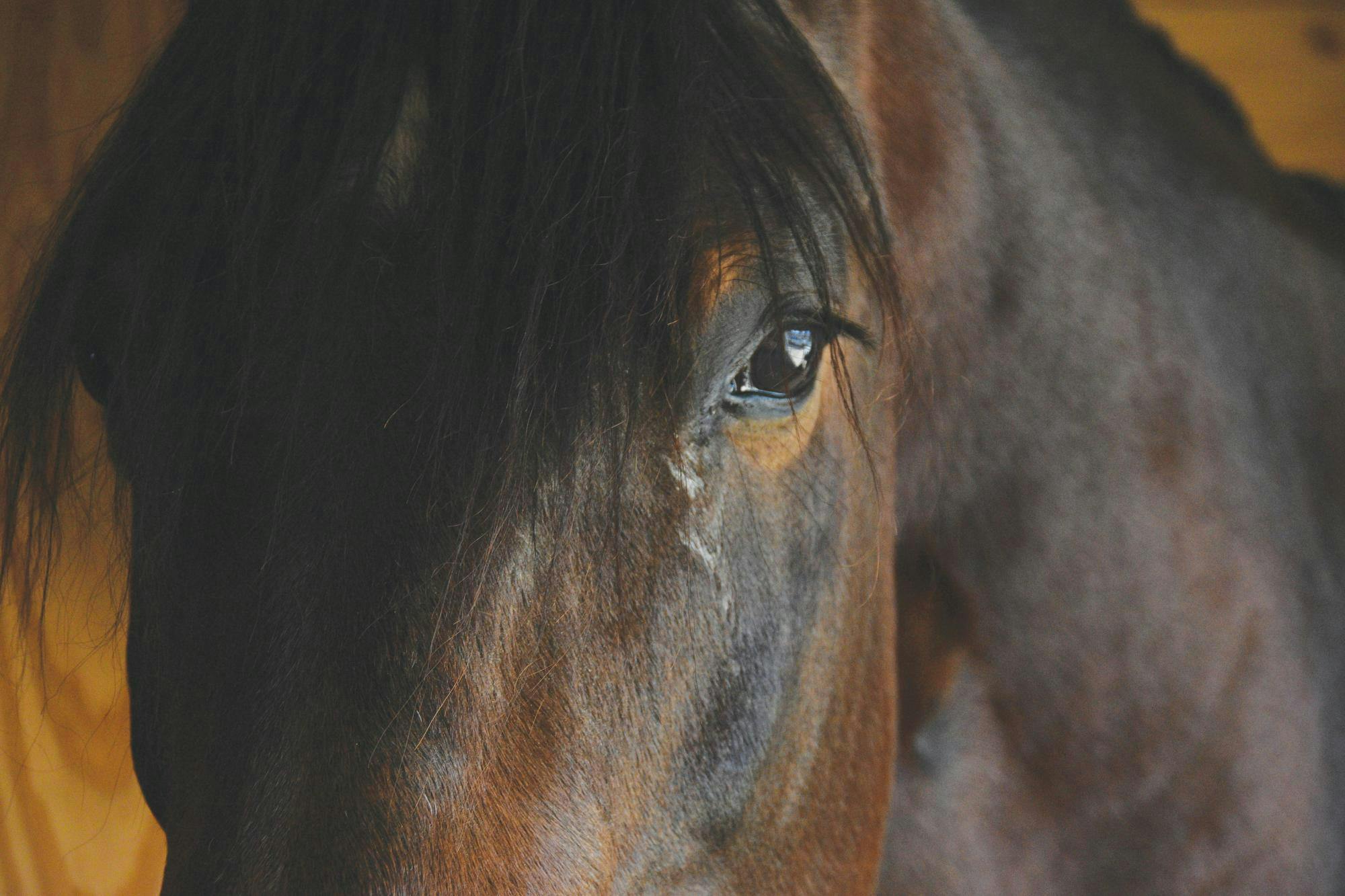 ﻿Ball State horse Finnegan is kept warm in the stable when he’s not competing on Nov. 11 in Atlanta, Indiana. Ella Howell, DN