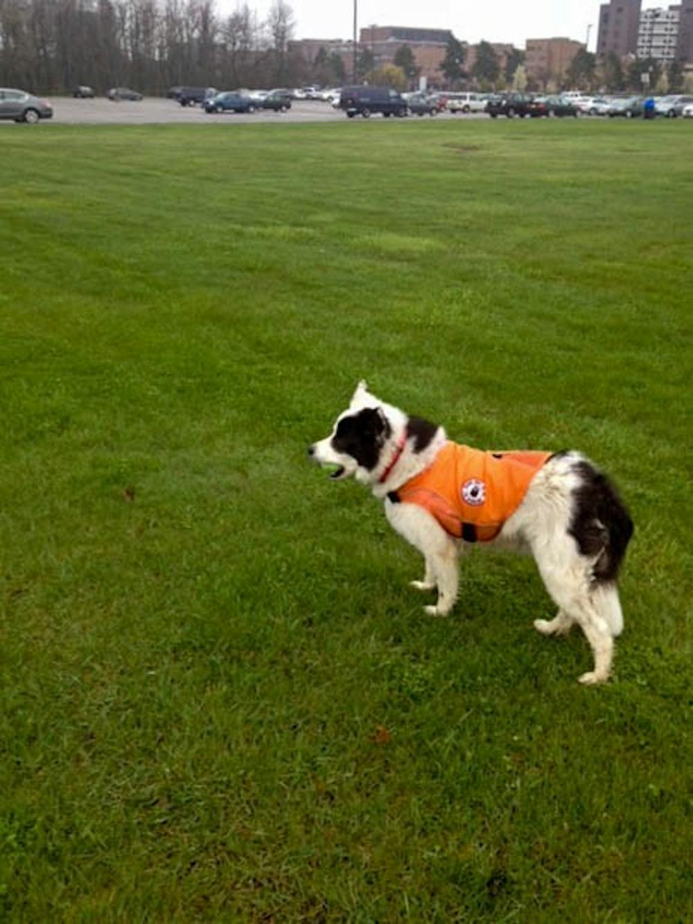 <p>In 2016, UB hired Borders on Patrol to address the large number of nuisance geese on campus. The company utilizes border collies to chase and harass geese off certain areas on campus.</p>