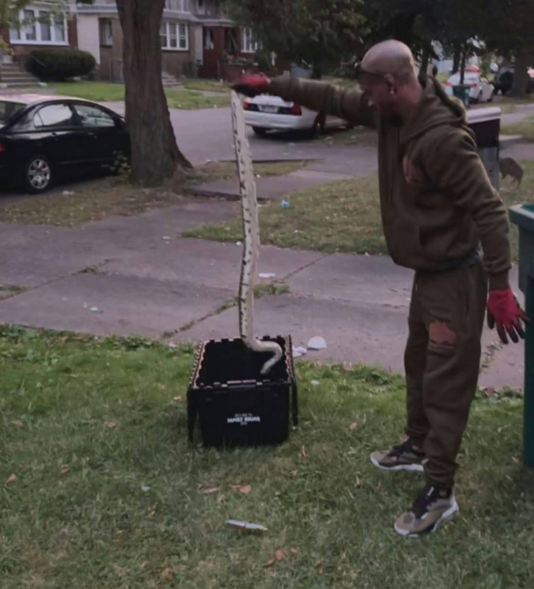 The man pictured above arrived in a black Dodge to capture the snake with only gloves and a box.&nbsp;
