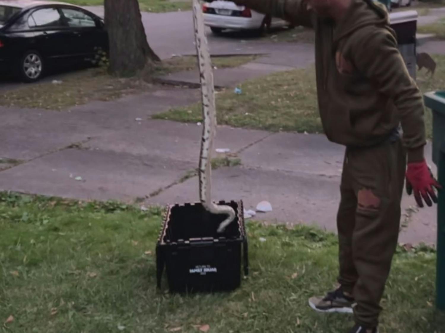 The man pictured above arrived in a black Dodge to capture the snake with only gloves and a box.&nbsp;