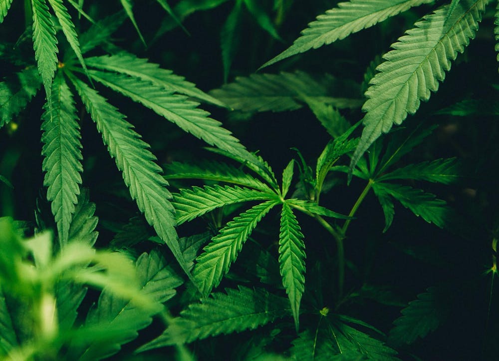 The “Marijuana Regulation and Taxation Act” states that anyone over the age of 21 may carry up to three ounces of cannabis and 24 grams of cannabis concentrate, along with a maximum of 12 plants per household — six mature and six immature plants.