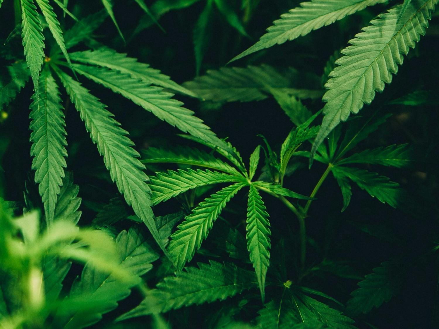 The “Marijuana Regulation and Taxation Act” states that anyone over the age of 21 may carry up to three ounces of cannabis and 24 grams of cannabis concentrate, along with a maximum of 12 plants per household — six mature and six immature plants.