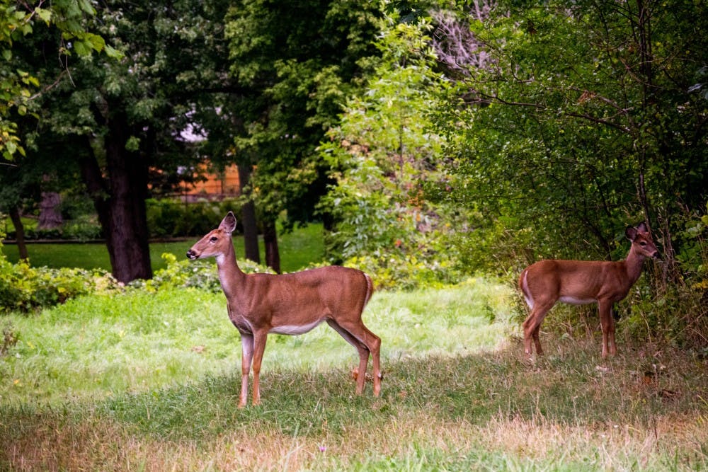 The Spectrum explored the woods in the 200-acre land east of the Millersport Highway. There, we discovered a treasure chest, canned artifacts and mysterious ropes on trees.