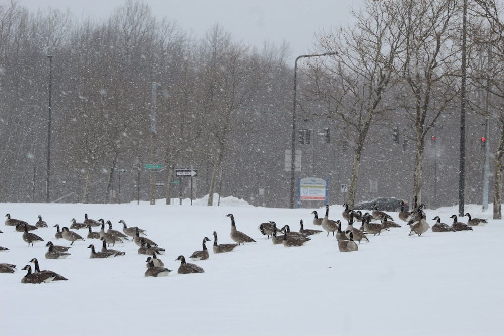 Geese waddle through the Buffalo snow in February.
