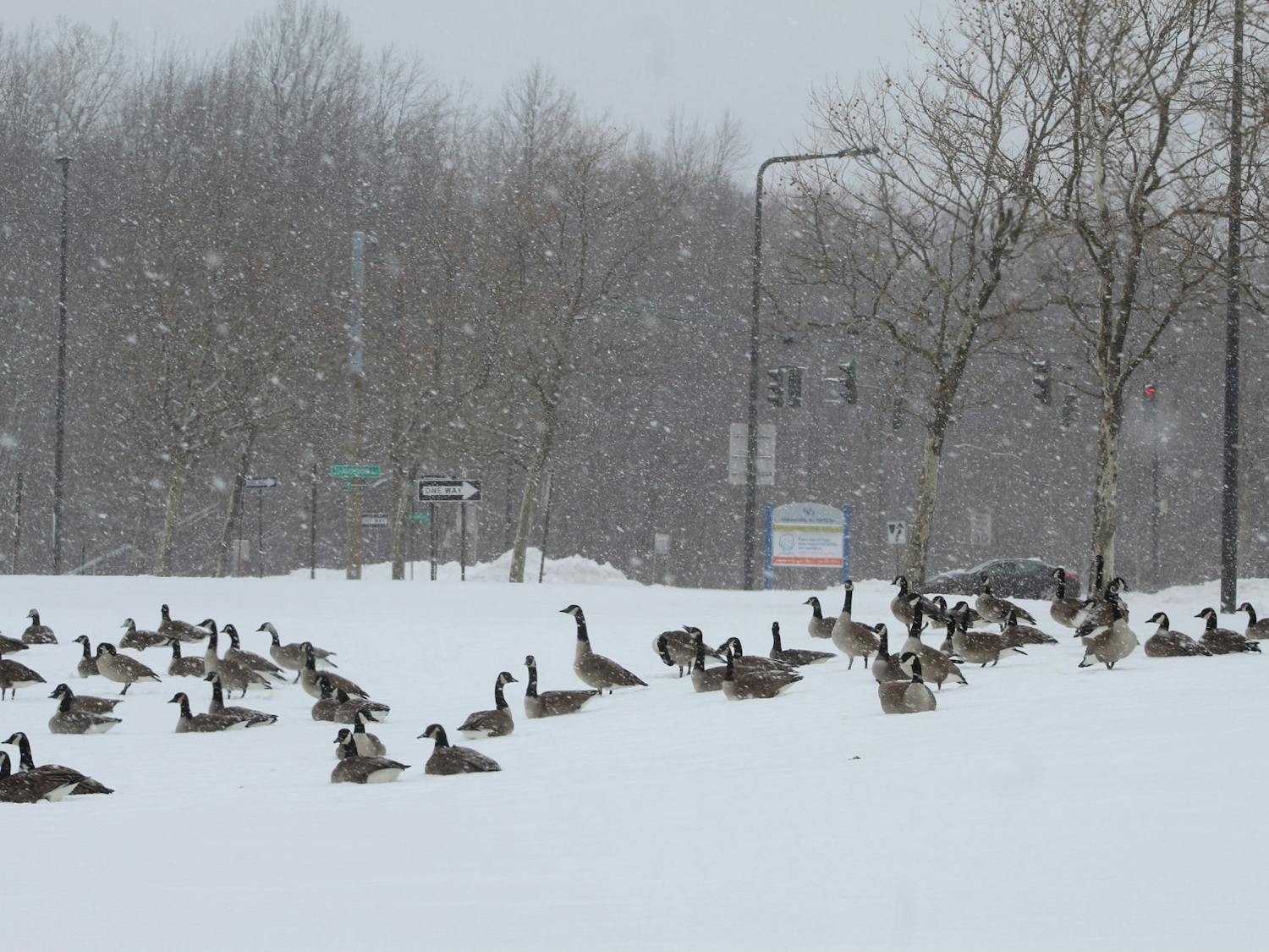 Geese waddle through the Buffalo snow in February.
