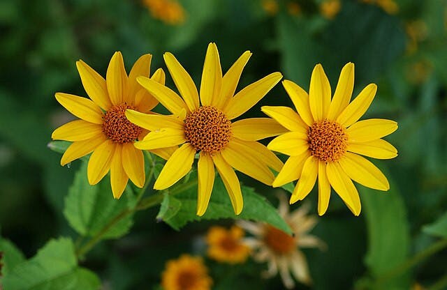 A picture of yellow flowers.&nbsp;