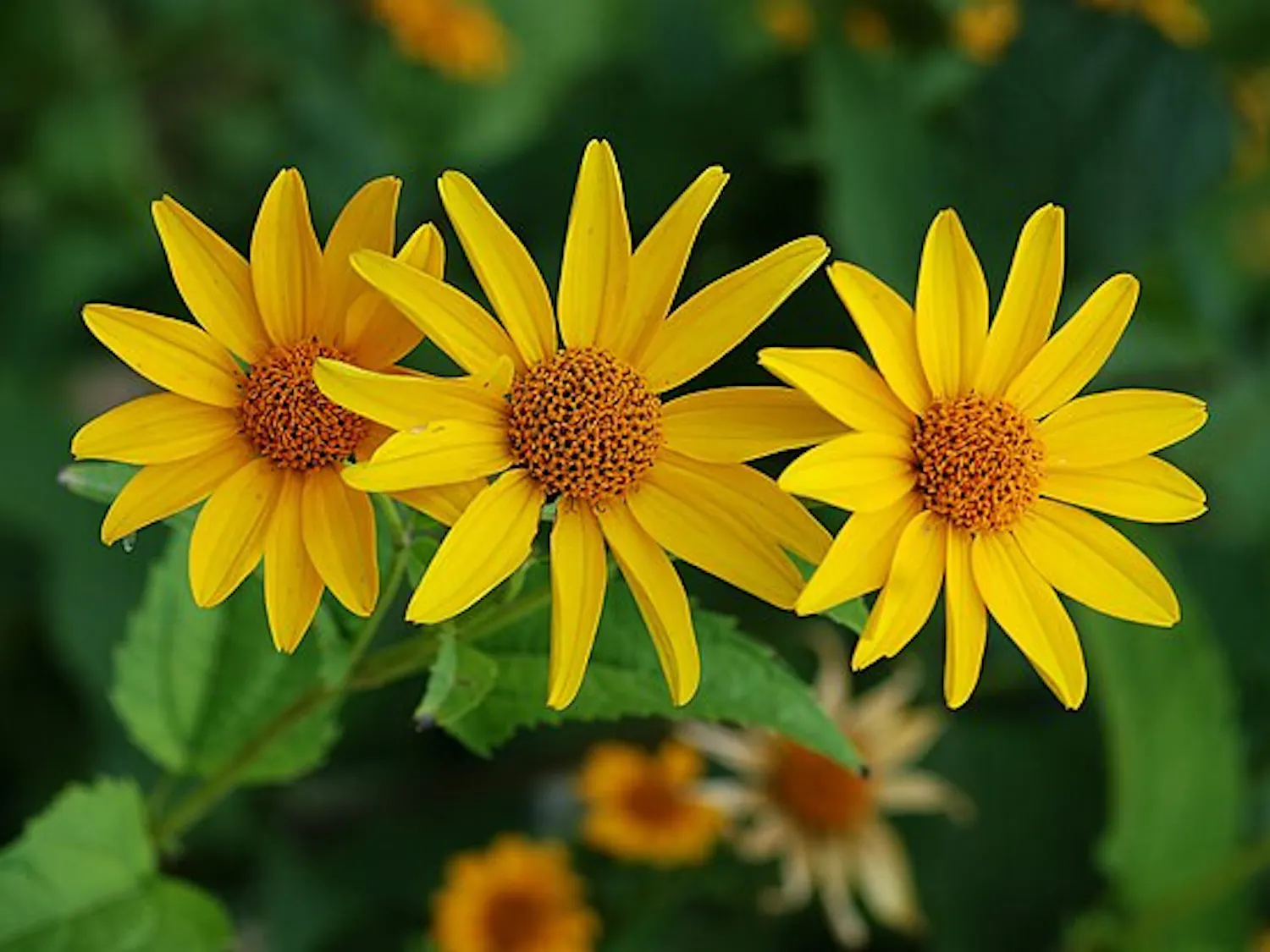 A picture of yellow flowers. 