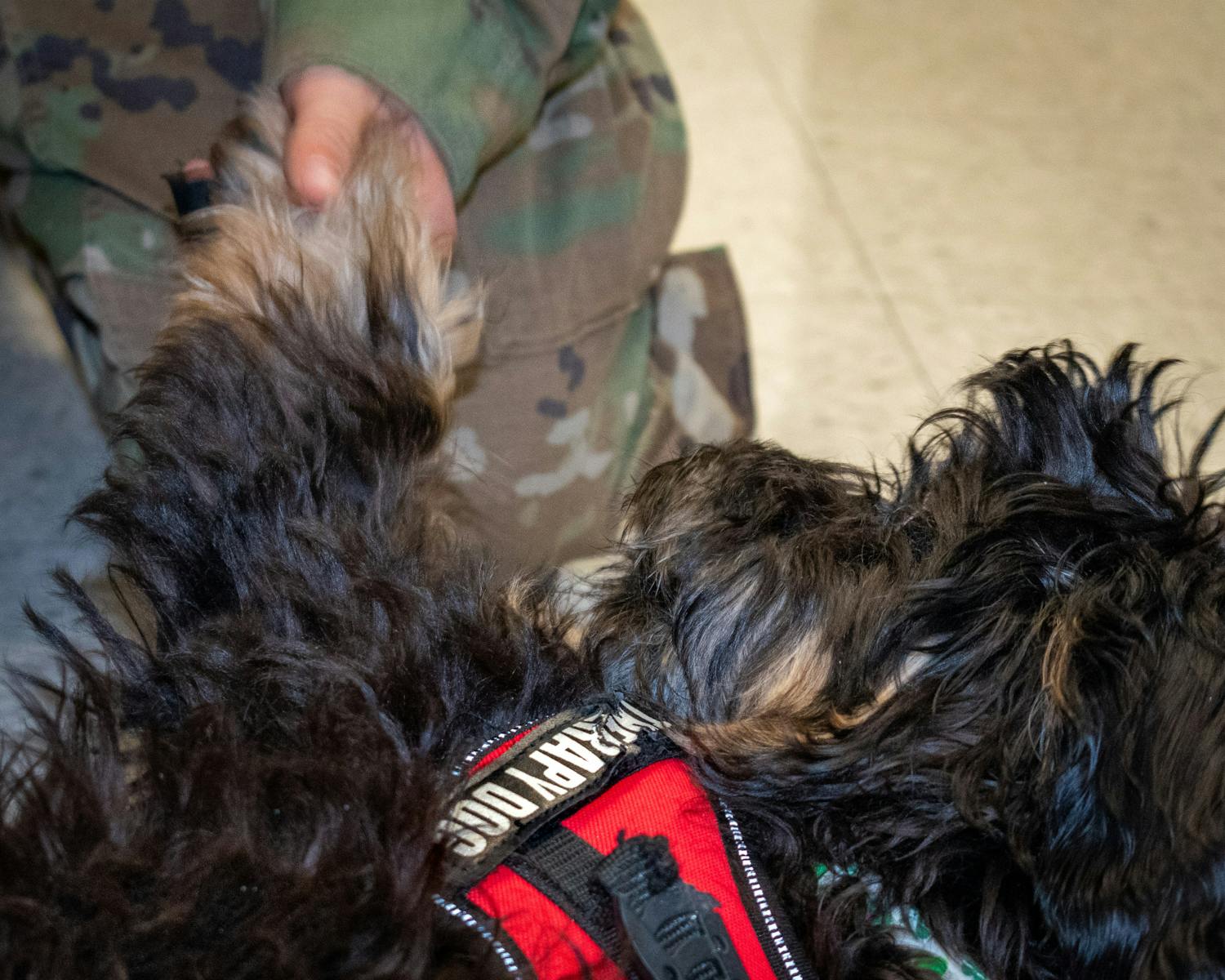 Finn shakes paws with a visitor of the Veteran Services lounge.