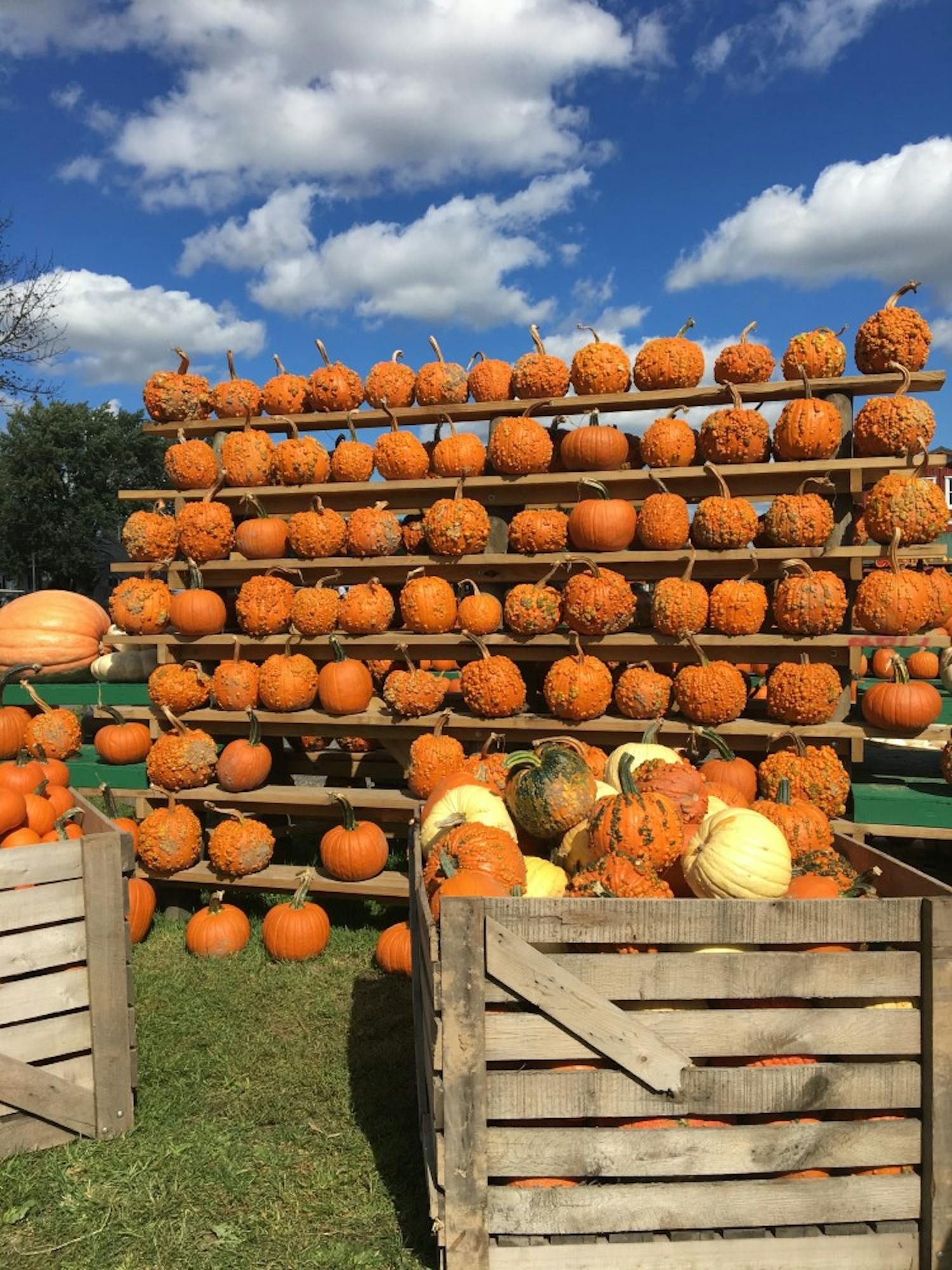 The Great Pumpkin Farm celebrates its fourth week into the festival. The festival features an abundance of food and entertainment, and of course a ridiculous amount of pumpkins. 