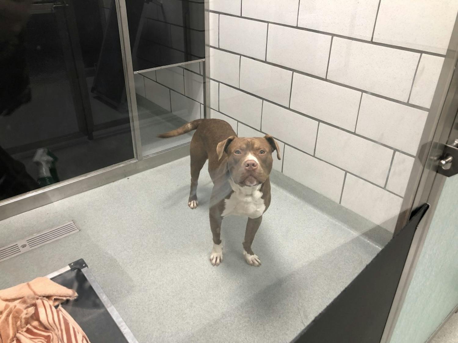 Harry is a one-year-old pit bull terrier that is available for adoption at the SPCA. Volunteers can apply to socialize and walk him.