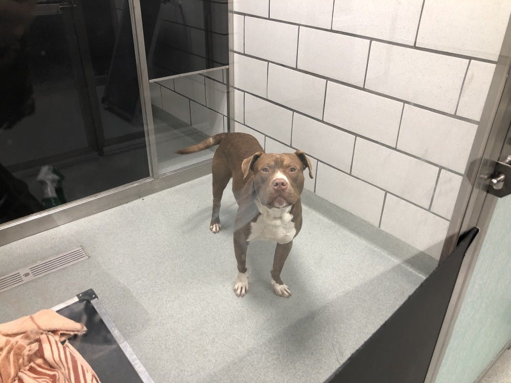 <p>Harry is a one-year-old pit bull terrier that is available for adoption at the SPCA. Volunteers can apply to socialize and walk him.</p>