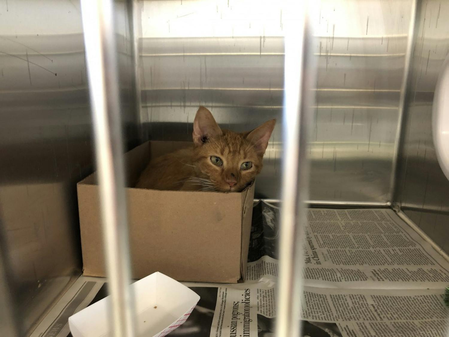 Tigger is a seven-year-old shorthair cat that is available for adoption at the SPCA. Volunteers can apply to work in their cat colony rooms or clean the kennels.