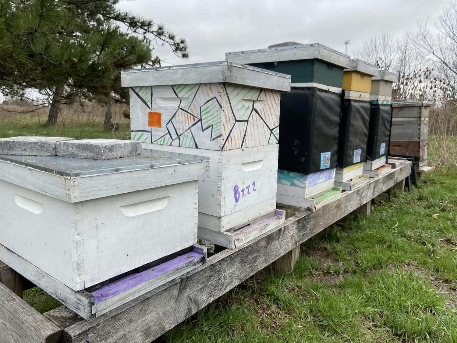 The beehives, located between Crofts Hall and Bizer Creek on UB's North Campus, produce about 55 gallons of honey a year.