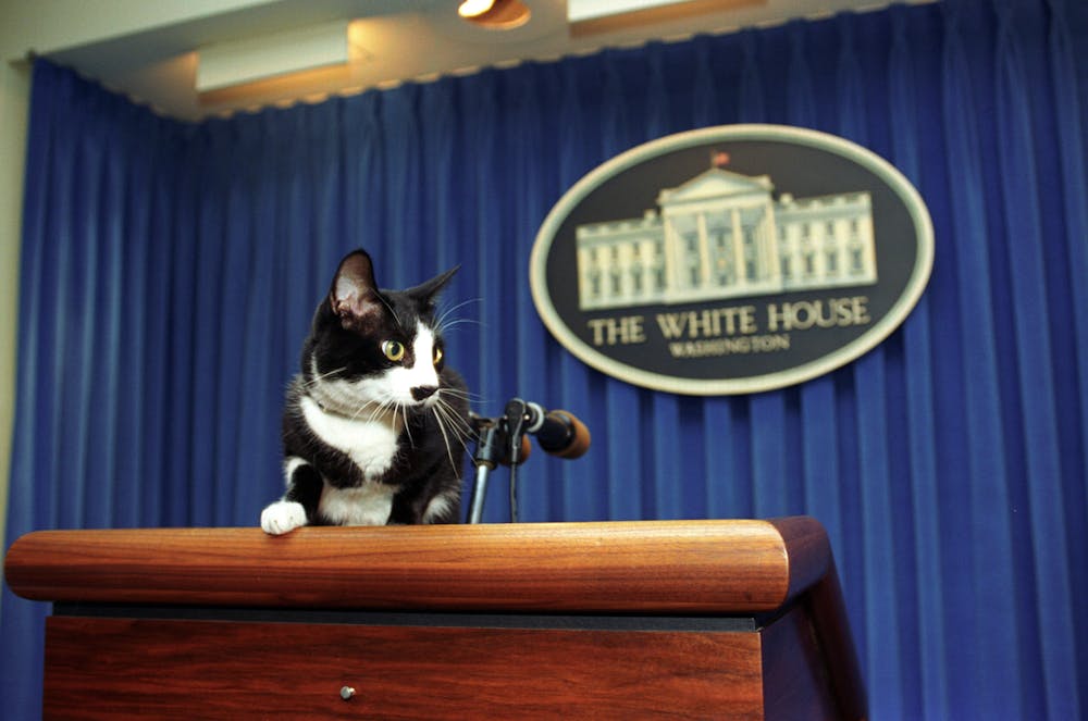 Socks the Cat, Bill Clinton's presidential cat, explores in the White House. | Barbara Kinney via Wikimedia Commons