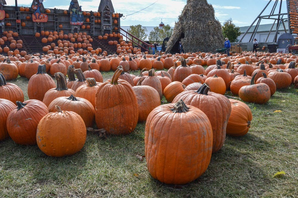 <p>The Great Pumpkin Farm in Clearance is a great day trip to take if you’re looking for fall-themed activities. There are corn mazes, pumpkin picking and other attractions.</p>
