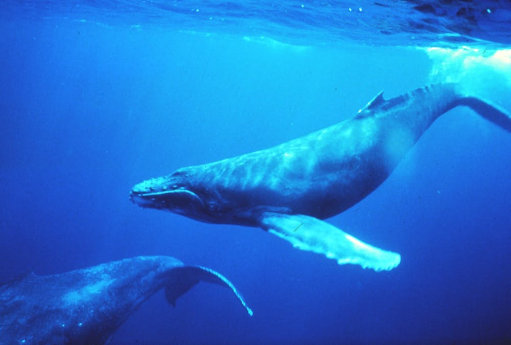 <p>Unlike most mammals, whales can flexibly control where they concentrate acoustic energy and regularly reorganize their vocal repertoires as adults.&nbsp;</p>