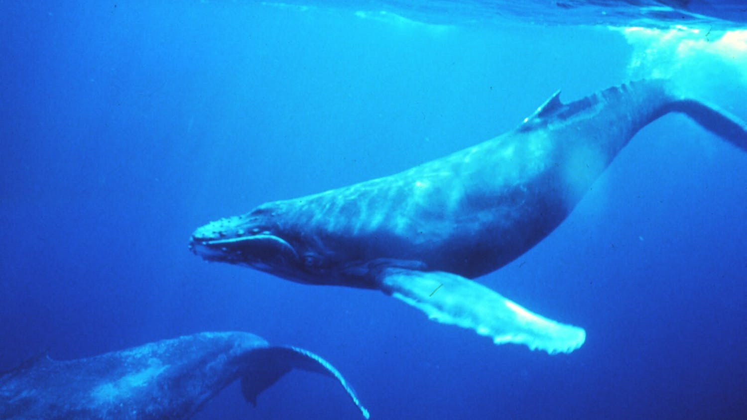 Unlike most mammals, whales can flexibly control where they concentrate acoustic energy and regularly reorganize their vocal repertoires as adults.&nbsp;