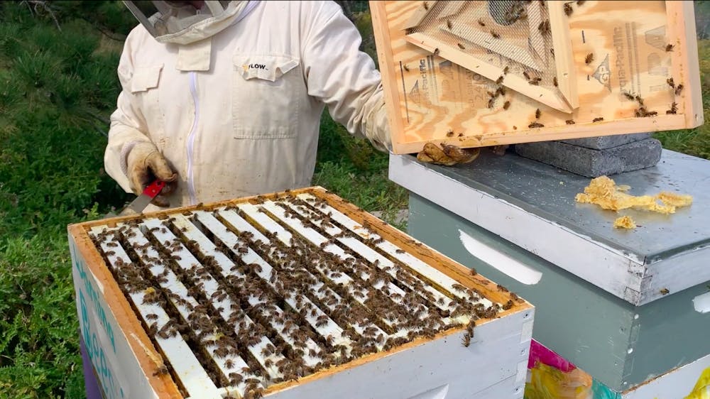 UB Bees director David Hoekstra says putting resources toward sustainable practices like beekeeping is well worth the investment.