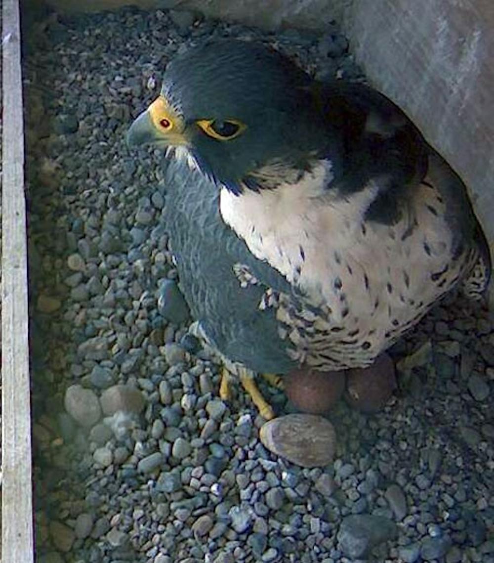<p>A peregrine falcon incubates two eggs in the nesting box installed in Mackay [Heating Plant] on South Campus. This May, two eggs were laid by mother falcon, Dixie.</p>