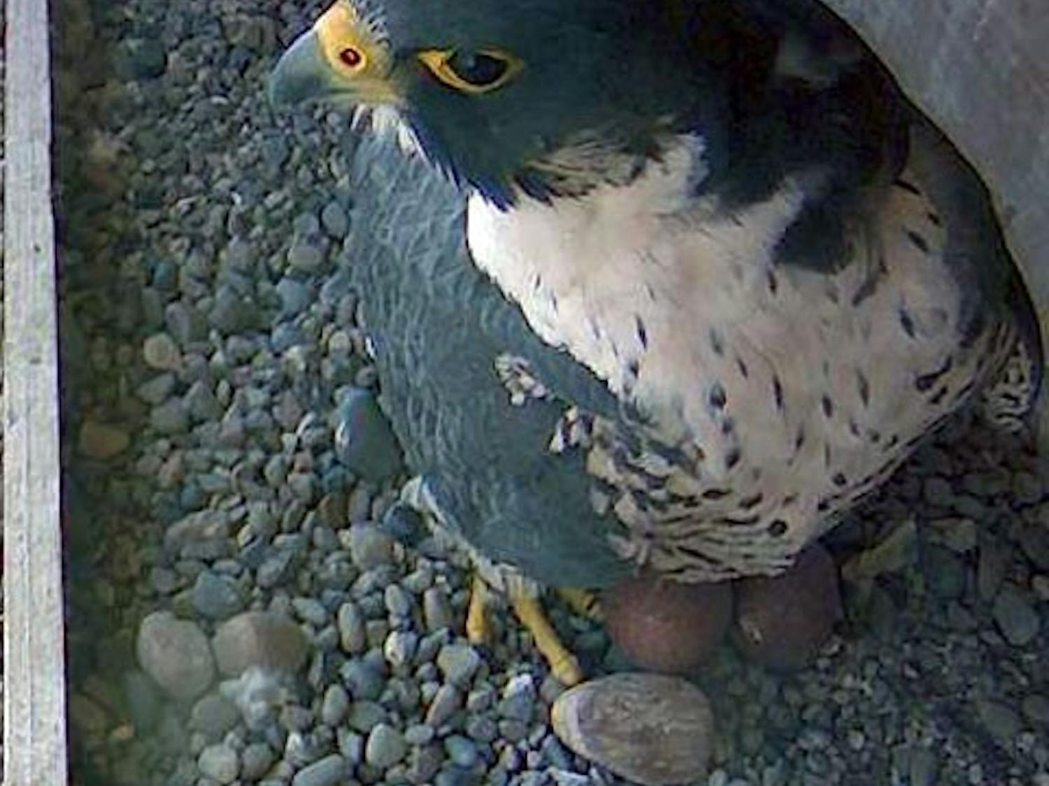 A peregrine falcon incubates two eggs in the nesting box installed in Mackay [Heating Plant] on South Campus. This May, two eggs were laid by mother falcon, Dixie.