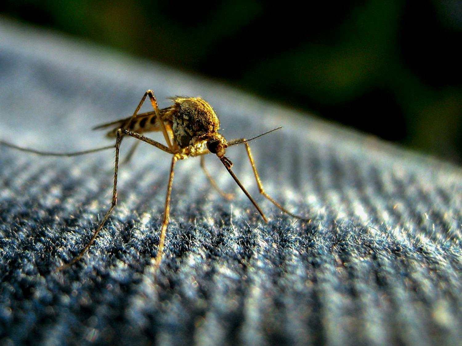 The Zika virus is a major threat to any person living in or traveling to South America. Any students who may have traveled there over the spring break aren’t in too much danger fortunately, since contact was probably minimal.