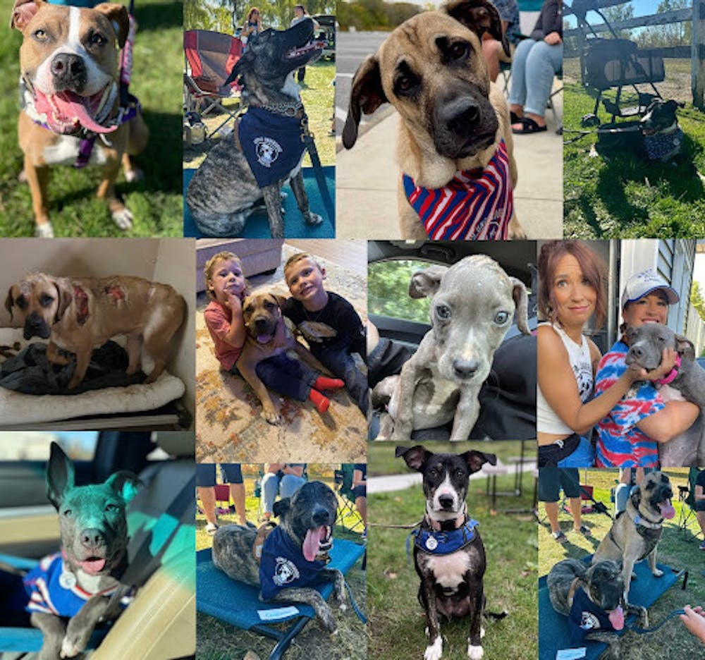 Photo collage from the Buffalo Underdog Rescue.