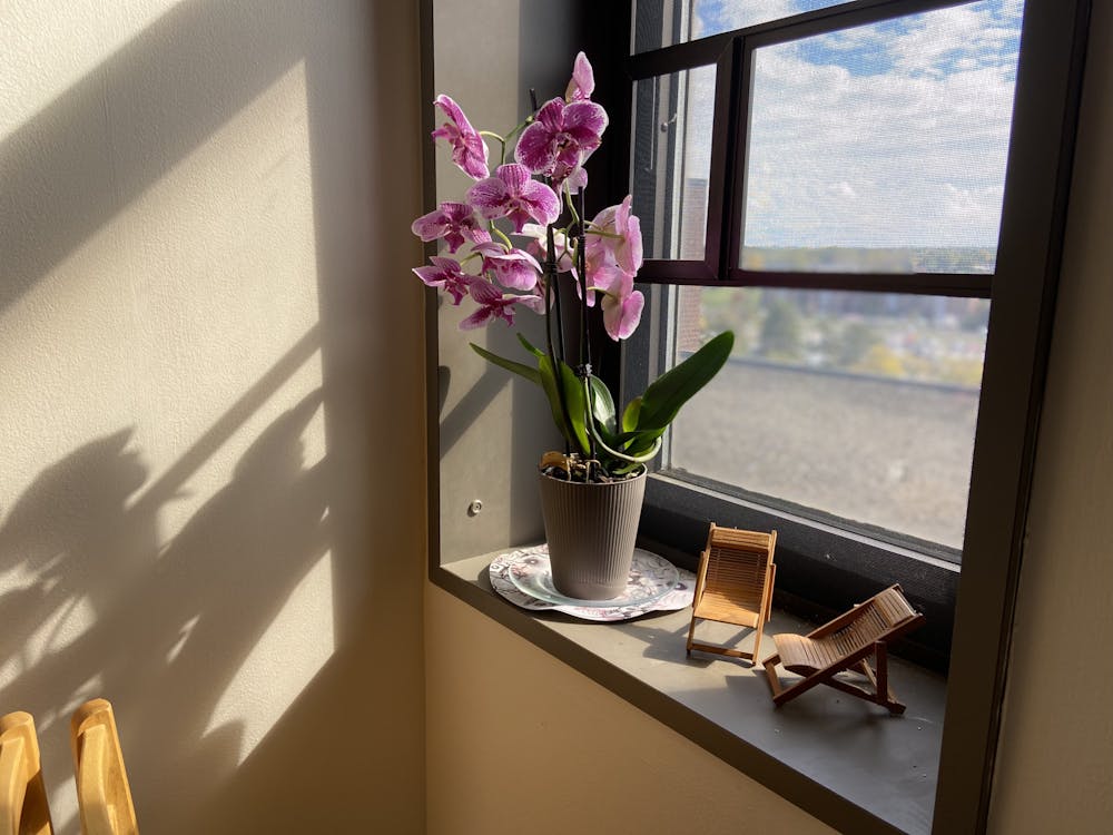 <p>A pink orchid catches sunlight on the windowsill in history professor Kristin Stapleton's office.</p>