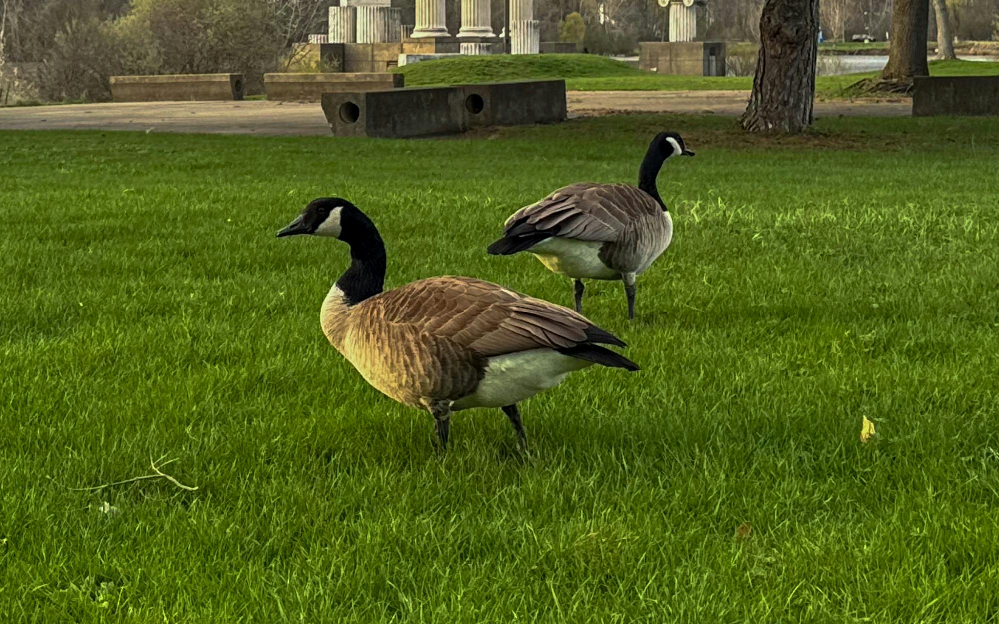 A picture of Canadian geese that the Homeowners Association at The Preserve at Muir Woods --- a neighborhood just north of UB's North Campus --- says has caused concerns related to "property use, maintenance and overall impact on the neighborhood."