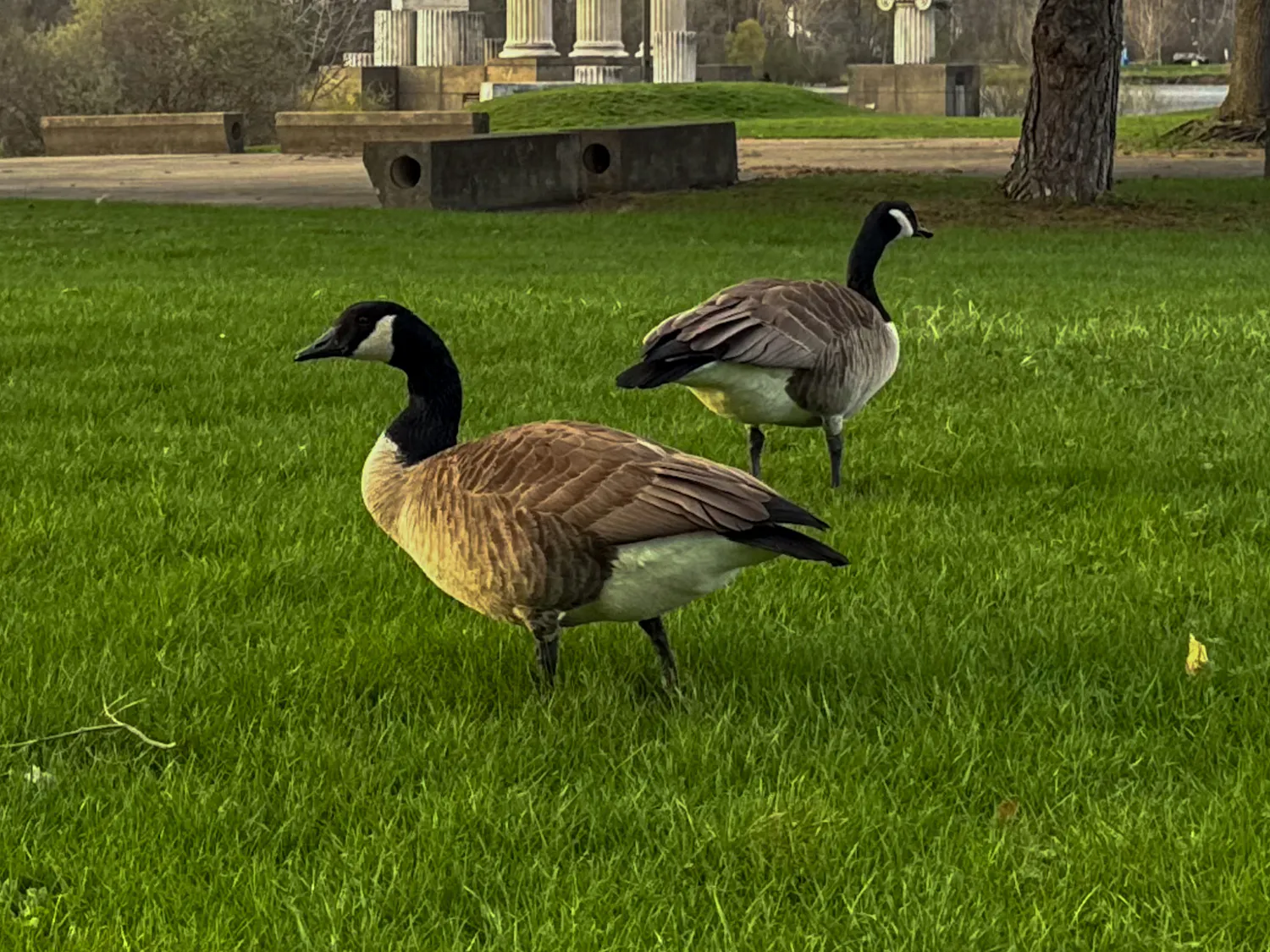 A picture of Canadian geese that the Homeowners Association at The Preserve at Muir Woods --- a neighborhood just north of UB's North Campus --- says has caused concerns related to "property use, maintenance and overall impact on the neighborhood."