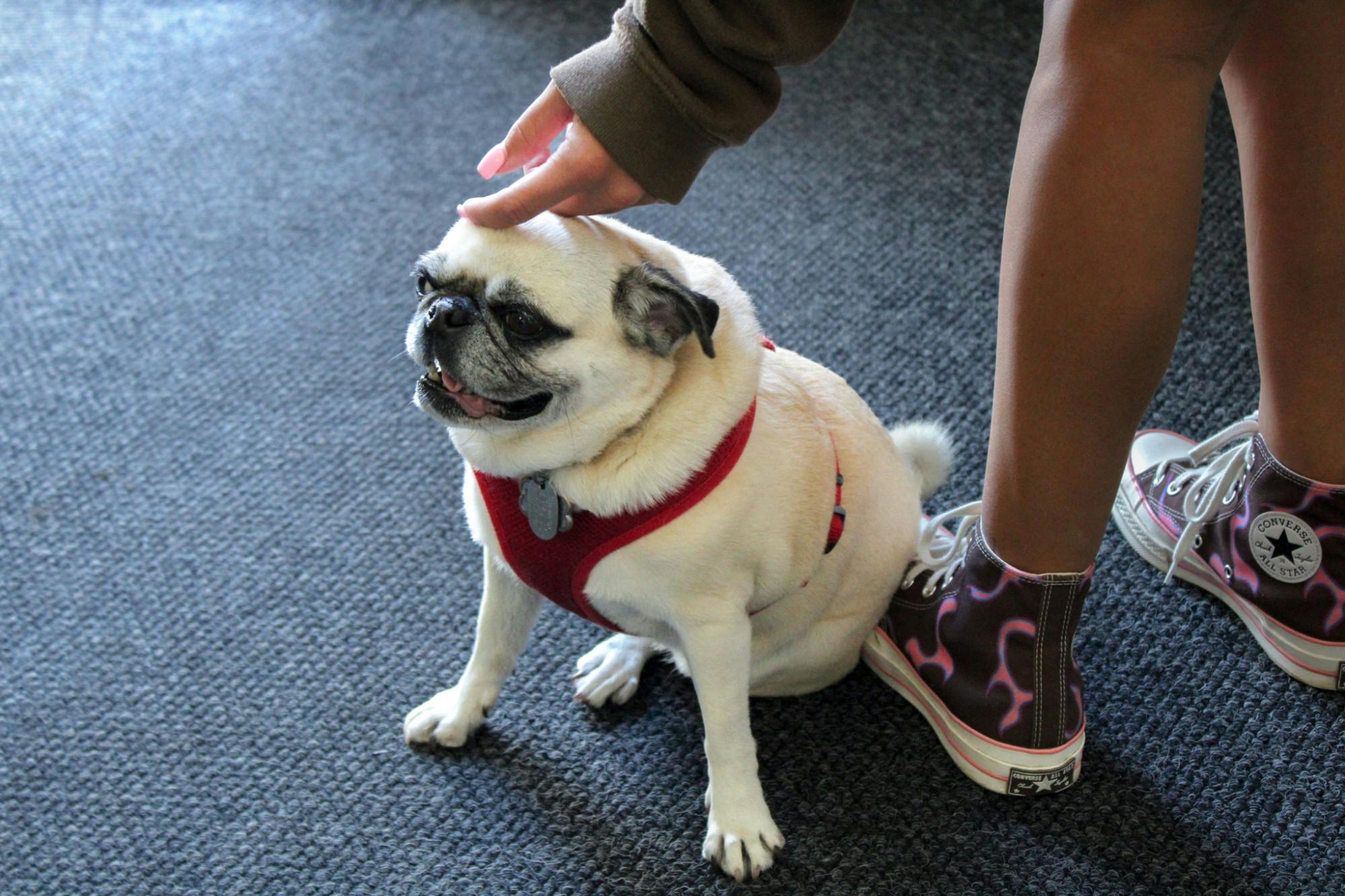 Dixie Petted