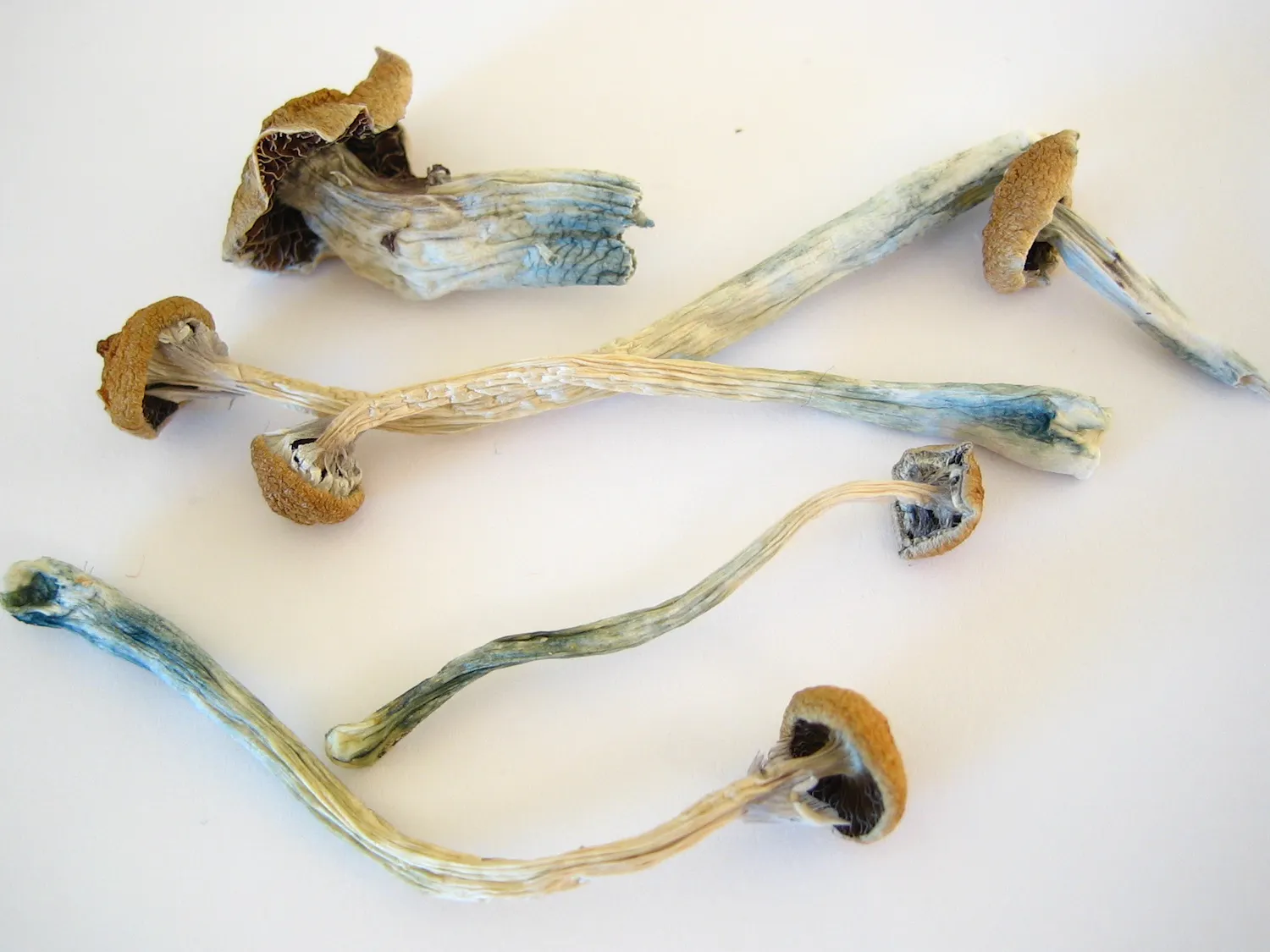 Dried_Cubensis.jpg