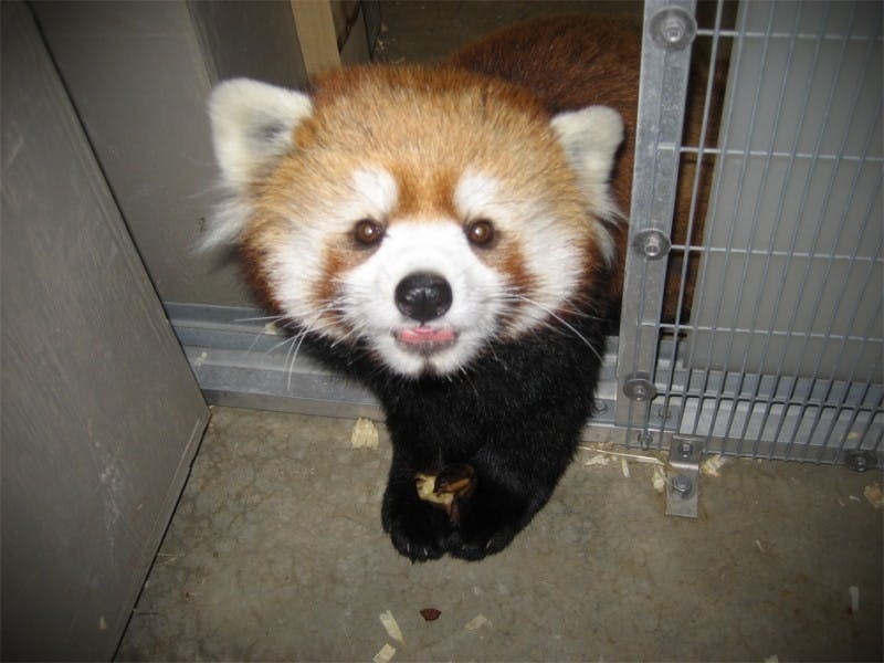 Red panda finds new home at Dane County Henry Vilas Zoo