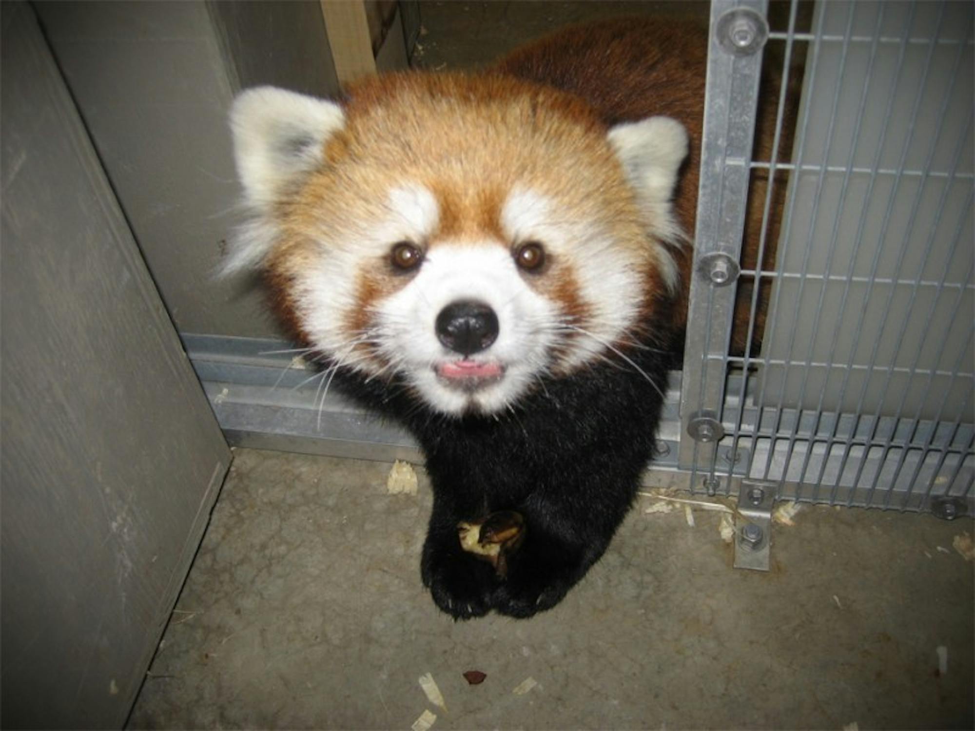 Red panda finds new home at Dane County Henry Vilas Zoo